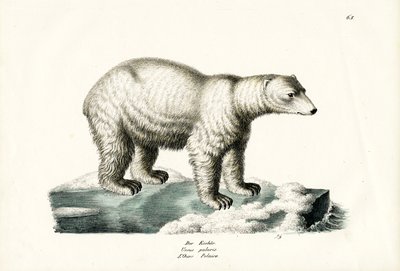 Eisbär, 1824 von Karl Joseph Brodtmann
